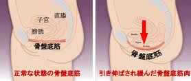 骨盤底筋　横